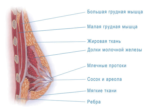 Анатомия молочной железы